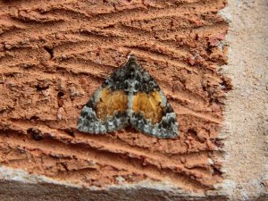 Common Marbled Carpet