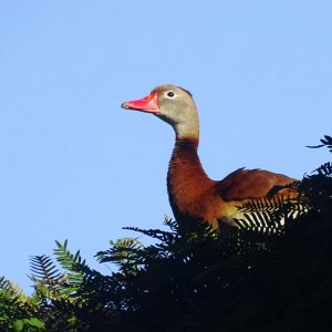 Black-bellied Whistling Duck