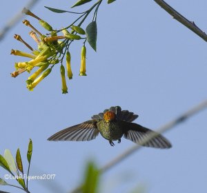 Green-backed Hummingbird - Picaflor Chico