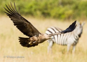 Tawny Eagle