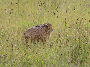 Brown Hare trying not to be seen!