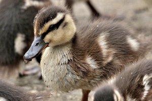 Mallard Duck Chick