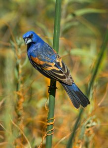 Blue Grosbeak (male)