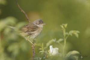 Common Whitethroat