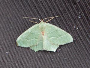 Common Emerald (I think) trying to stay dry