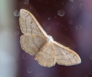 Riband Wave