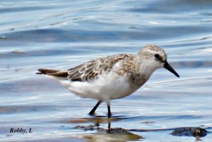 Red-necked Stint