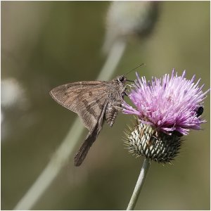 Brown Longtail