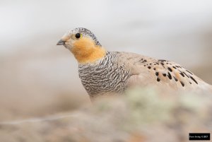 Tibetan Sandgrouse (Syrrhaptes tibetanus)