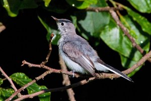 blue gray gnatcatcher