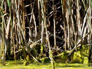 Reed Warbler