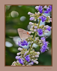 Gray Hairstreak