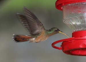 Rufous - breasted Hermit (male)