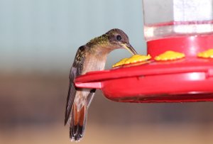 Rufous - breasted Hermit (male)