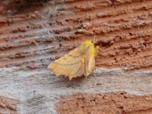 Canary-shouldered Thorn