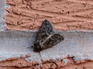 Straw Underwing