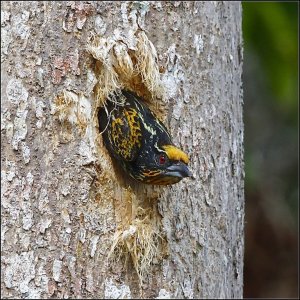 Gilded Barbet (female)