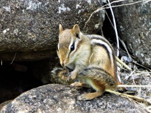 SAT FUN: Eastern Chipmunk