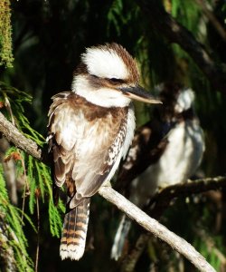 Laughing Kookaburra