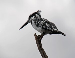 Pied Kingfisher