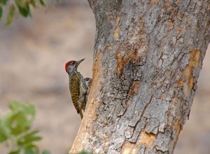 Cardinal Woodpecker