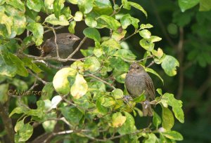 Lesser Antillean Bullfinch