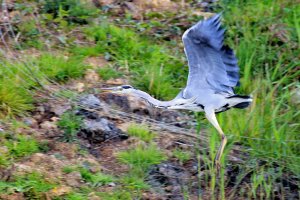 Grey Heron