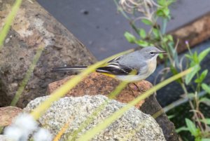 Grey Wagtail