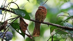 Gould's Frogmouth