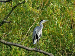 Grey Heron