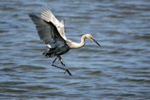 Reddish egret fishing 1