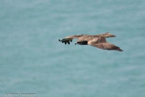 Black Kite