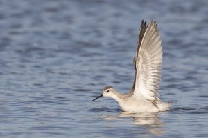 Wilson's Phalarope