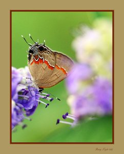 Hairstreak