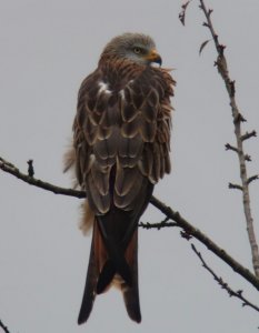 Red Kite Resting (2)