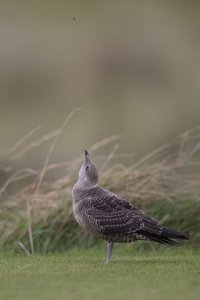 Long-Tailed Skua eyeing lunch