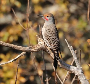 Northern Flicker