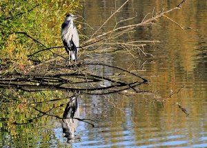 Grey Heron