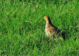 Grey Partridge