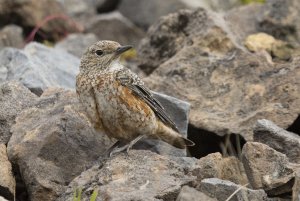 Common Rock-Thrush