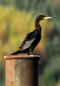 cormorant