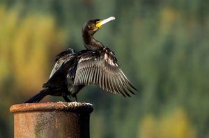 Cormorant