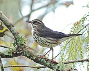 Northern Waterthrush