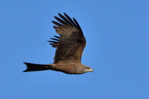 Black Kite