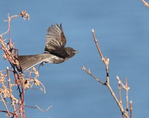 Black Phoebe