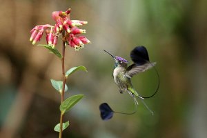 Marvelous Spatuletail