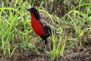 Red - breasted Blackbird (male)