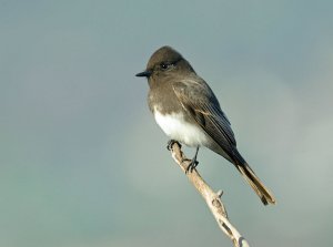 Black Phoebe