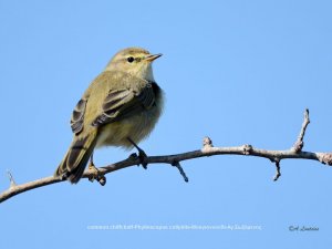 Common chiffchaff