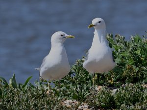 Common Gulls